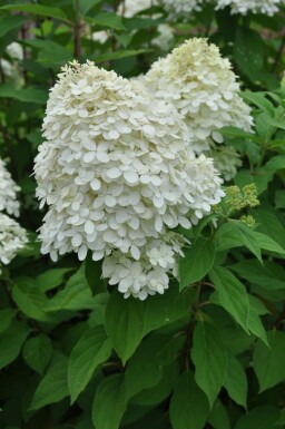 Hydrangea paniculata 'Limelight' C2 30-40