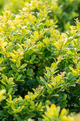 Ilex crenata 'Golden Gem'
