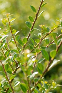 Ilex crenata 'Stokes'