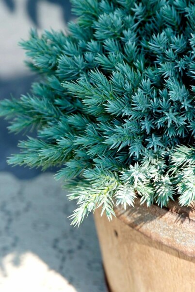 Juniperus squamata 'Blue Star' C2 15-20