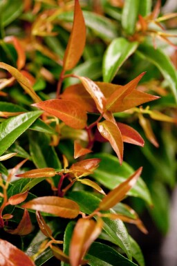 Druifheide Leucothoe keiskei 'Royal Ruby' Pot Leucothoe keiskei 'Royal Ruby'