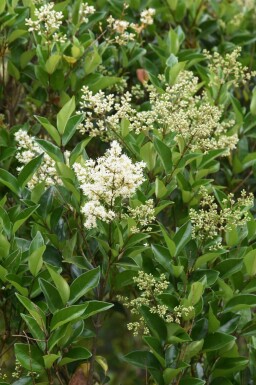 Liguster Ligustrum lucidum Pot Ligustrum lucidum struik