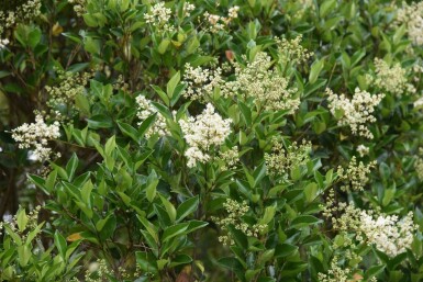 Liguster Ligustrum lucidum Pot Ligustrum lucidum struik