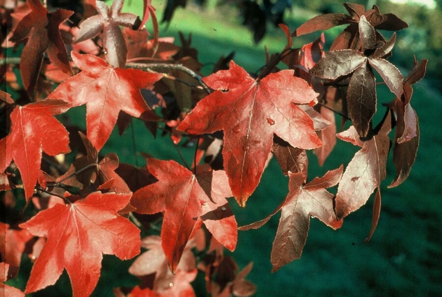 Amberboom Liquidambar styraciflua 'Worplesdon' struik 50-60 C4 Liquidambar styraciflua 'Worplesdon' struik 50-60 cm
