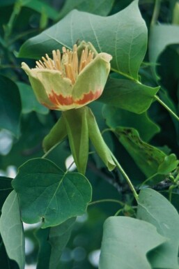 Amerikaanse tulpenboom Liriodendron tulipifera Pot Liriodendron tulipifera struik
