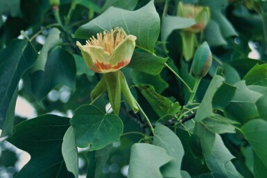 Amerikaanse tulpenboom Liriodendron tulipifera Pot Liriodendron tulipifera struik