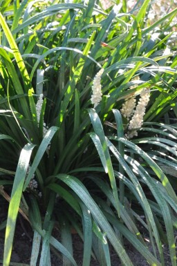 Leliegras Liriope muscari 'Monroe White' Pot Liriope muscari 'Monroe White'