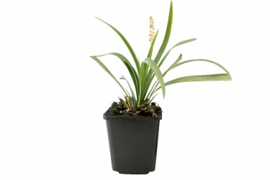 Leliegras Liriope muscari 'Monroe White' Pot Liriope muscari 'Monroe White'