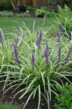 Leliegras Liriope muscari 'Silvery Sunproof' Pot Liriope muscari 'Silvery Sunproof'