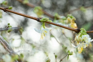 Struikkamperfoelie Lonicera fragrantissima Pot Lonicera fragrantissima struik