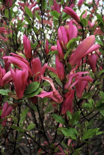 Magnolia 'Susan' C3 40-50