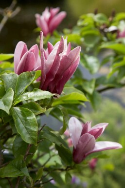 Valse tulpenboom Magnolia 'Susan' Pot Magnolia 'Susan' struik