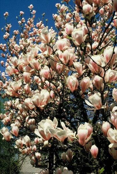 Beverboom Magnolia soulangeana struik 40-50 C3 Magnolia soulangeana struik 40-50 cm