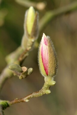 Magnolia × soulangeana C3 40-50
