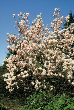 Beverboom Magnolia soulangeana struik 40-50 C3 Magnolia soulangeana struik 40-50 cm