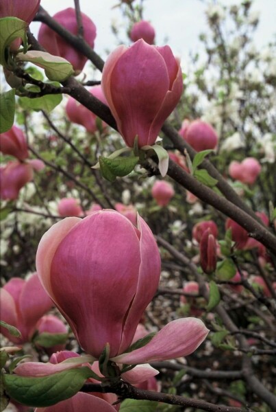 Beverboom Magnolia soulangeana 'Lennei' Pot Magnolia soulangeana 'Lennei' struik