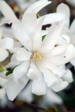 Stermagnolia Magnolia stellata Pot Magnolia stellata struik