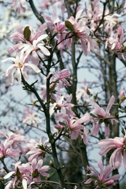Stermagnolia Magnolia stellata 'Rosea' Pot Magnolia stellata 'Rosea' struik