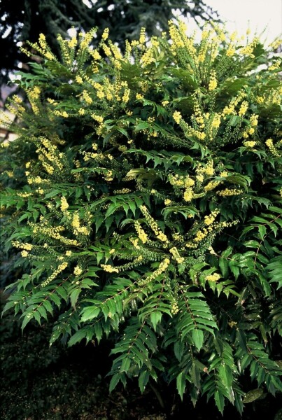 Mahonia × media 'Winter Sun' C3,5 30-40