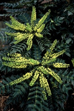 Mahonia × media 'Winter Sun' C3,5 30-40