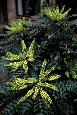 Mahonia × media 'Winter Sun' C3,5 30-40