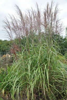 Japans sierriet Miscanthus sinensis 'Malepartus' Pot Miscanthus sinensis 'Malepartus'