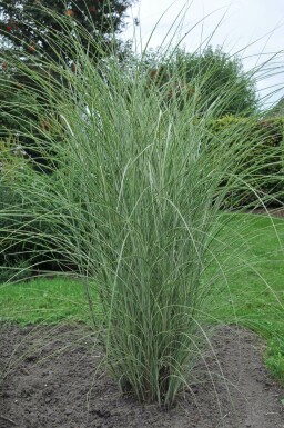 Chinees riet Miscanthus sinensis 'Morning Light' Pot Miscanthus sinensis 'Morning Light'