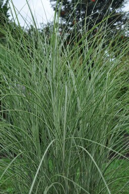 Chinees riet Miscanthus sinensis 'Morning Light' Pot Miscanthus sinensis 'Morning Light'