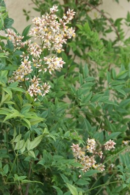 Hemelse bamboe Nandina domestica Pot Nandina domestica
