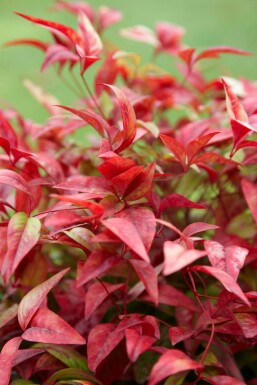 Nandina domestica 'Firepower' C2 30-35