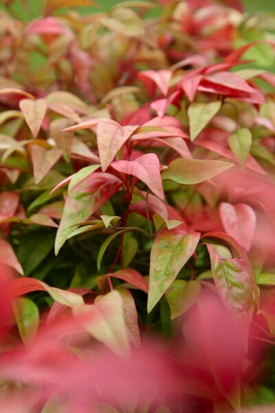Nandina domestica 'Firepower' C2 30-35