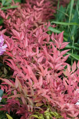 Nandina domestica 'Obsessed'