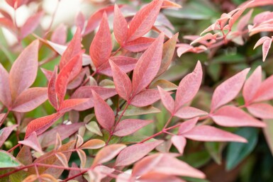 Nandina domestica 'Obsessed'