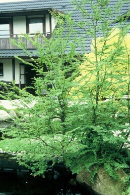 Schijnbeuk Nothofagus antarctica Pot Nothofagus antarctica