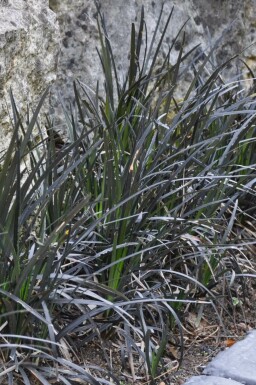 Slangenbaard Ophiopogon planiscapus 'Niger' Pot Ophiopogon planiscapus 'Niger'