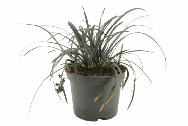Slangenbaard Ophiopogon planiscapus 'Niger' Pot Ophiopogon planiscapus 'Niger'