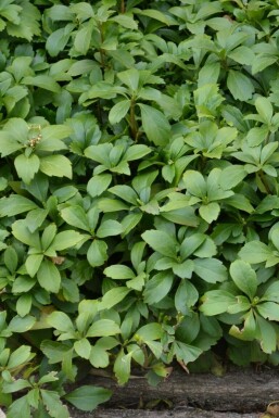 Schaduwkruid Pachysandra terminalis Pot Pachysandra terminalis