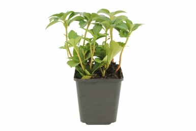 Schaduwkruid Pachysandra terminalis Pot Pachysandra terminalis