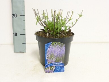 Reuzenlavendel Perovskia atriplicifolia 'Blue Spire' Pot Perovskia atriplicifolia 'Blue Spire'