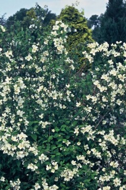 Philadelphus 'Belle Etoile' C2 40-60