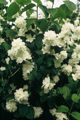 Boerenjasmijn Philadelphus 'Virginal' Pot Philadelphus 'Virginal' struik