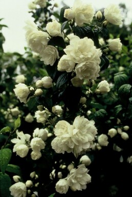 Boerenjasmijn Philadelphus 'Virginal' Pot Philadelphus 'Virginal' struik