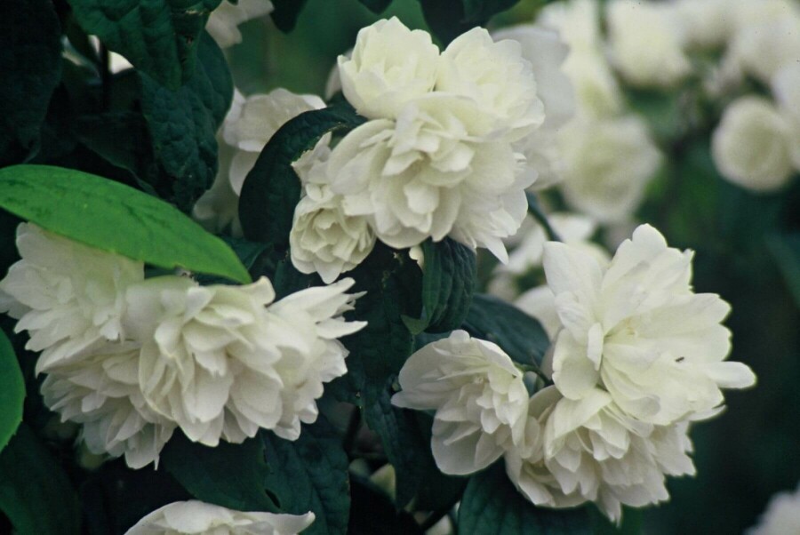 Boerenjasmijn Philadelphus 'Virginal' struik 40-60 C2 Philadelphus 'Virginal' struik 40-60 cm