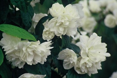 Boerenjasmijn Philadelphus 'Virginal' struik 40-60 C2 Philadelphus 'Virginal' struik 40-60 cm