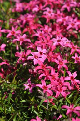 Kruipvlambloem Phlox subulata 'Atropurpurea' Pot Phlox subulata 'Atropurpurea'