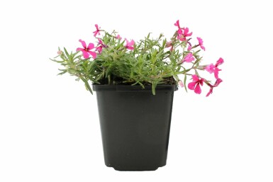 Kruipvlambloem Phlox subulata 'Atropurpurea' Pot Phlox subulata 'Atropurpurea'