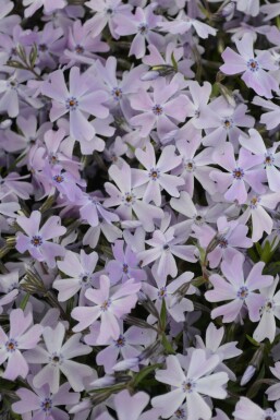 Phlox subulata 'Emerald Cushion Blue'