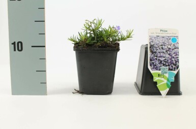Vlambloem Phlox subulata 'Emerald Cushion Blue' Pot Phlox subulata 'Emerald Cushion Blue'