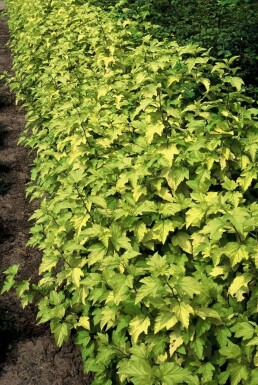 Blaasspirea Physocarpus opulifolius 'Dart's Gold' Pot Physocarpus opulifolius 'Dart's Gold' struik