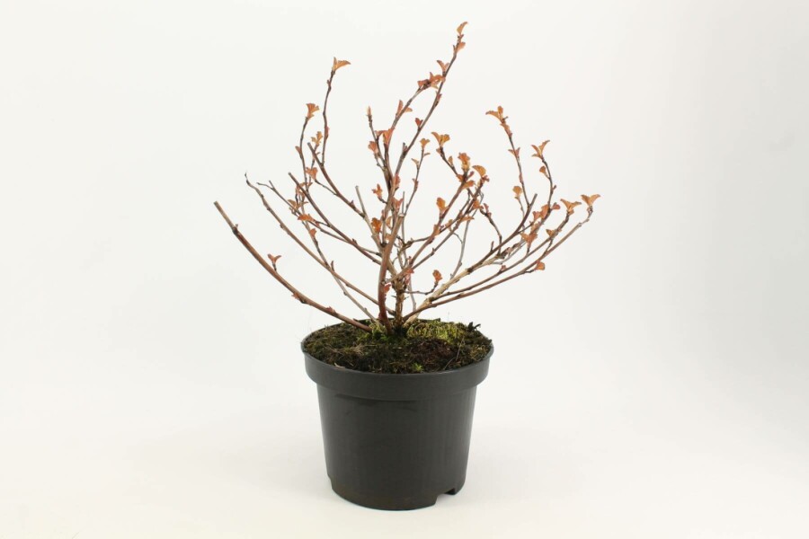 Blaasspirea Physocarpus opulifolius 'Diabolo' struik 40-60 C3 Physocarpus opulifolius 'Diabolo' struik 40-60 cm